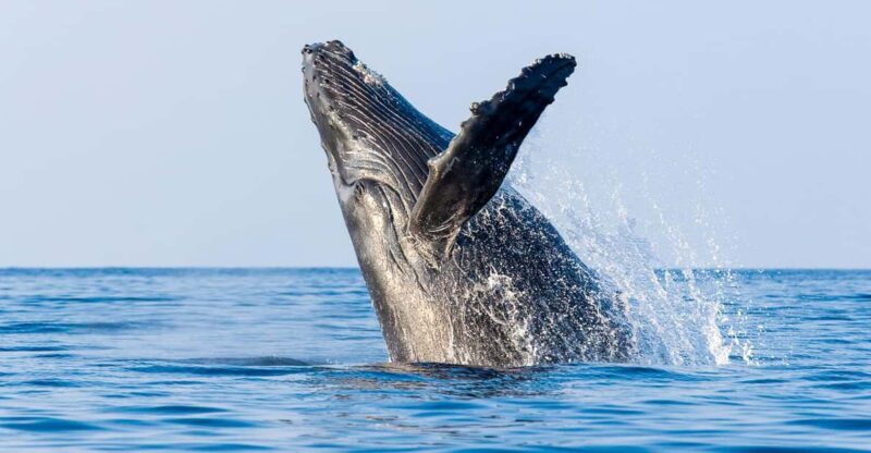 Kailua-Kona: Whale Watching Cruise on the Big Island - What the Reviews Say