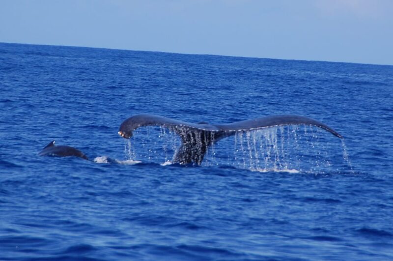 Kailua-Kona: Whale Watching Cruise on the Big Island - Practical Tips for Your Tour