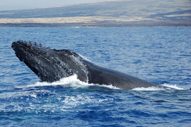 Kailua-Kona: Whale Watching Cruise on the Big Island - Wrapping It Up: Who Should Consider This Tour?