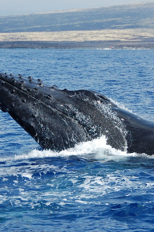 Kailua-Kona: Whale Watching Cruise on the Big Island - The Bottom Line