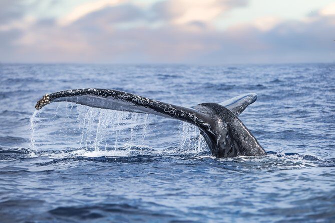 Kaimana Ocean Safari - What Makes the Experience Special?