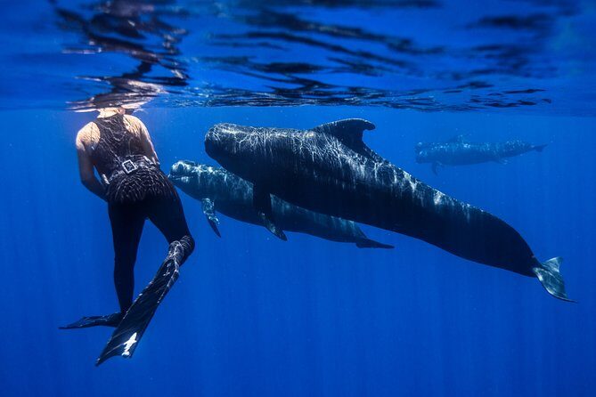 Kaimana Ocean Safari - Practical Tips for Travelers