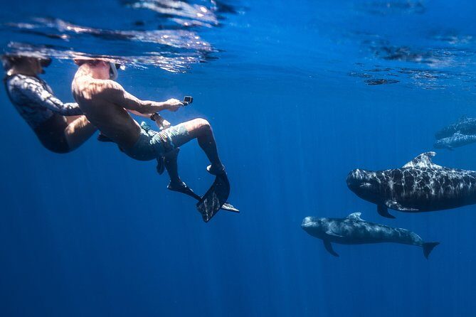 Kaimana Ocean Safari - What to Consider Before Booking