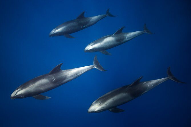 Kaimana Ocean Safari - Summary: Is the Kaimana Ocean Safari Worth It?