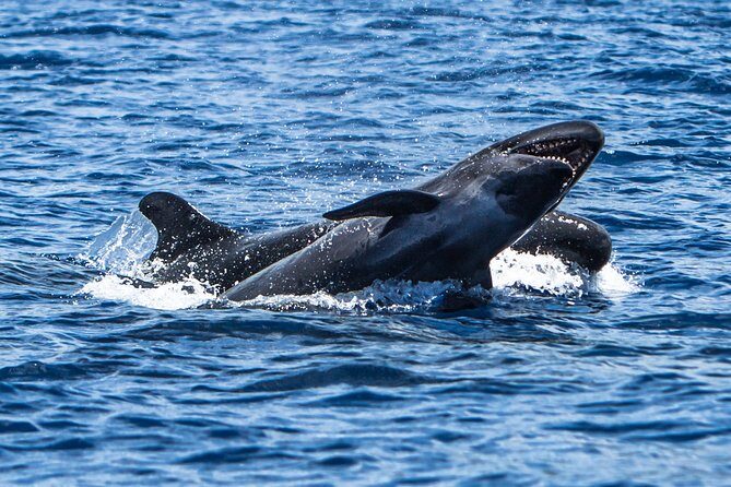 Kaimana Ocean Safari - Frequently Asked Questions