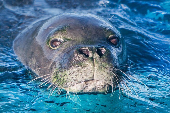 Kaimana Ocean Safari - Final Thoughts