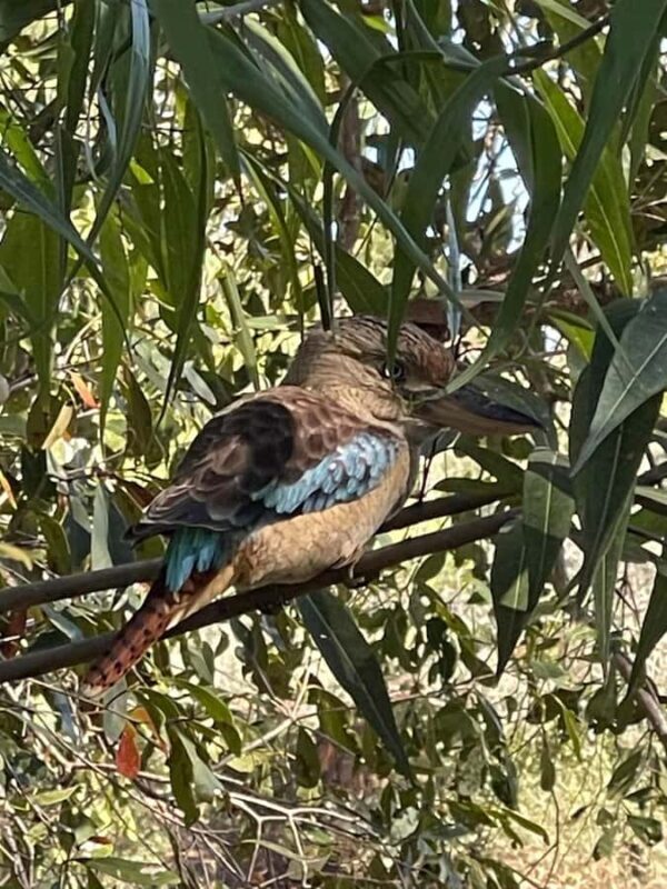 Kakadu Day Tour: Private, Yellow Water, Nourlangie, Ubirr - FAQs
