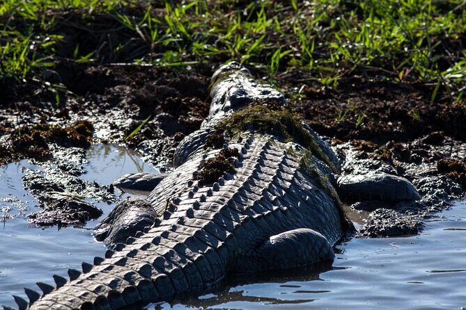 Kakadu National Park Wildlife & Ubirr Rock Art Tour from Darwin - Key Points