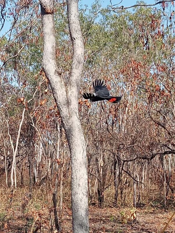 Kakadu VIP Backpackers - An In-Depth Look at the Kakadu VIP Backpackers Tour