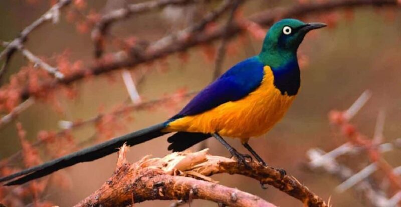 Kakamega Forest: Bird Watching Safari - Key Points