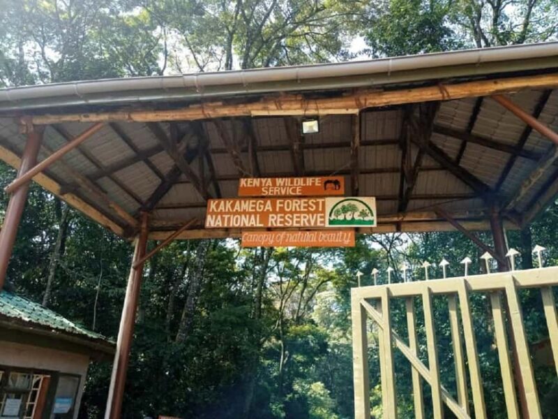 Kakamega Forest: Bird Watching Safari - Exploring Kakamega Forest: A Birdwatchers Paradise