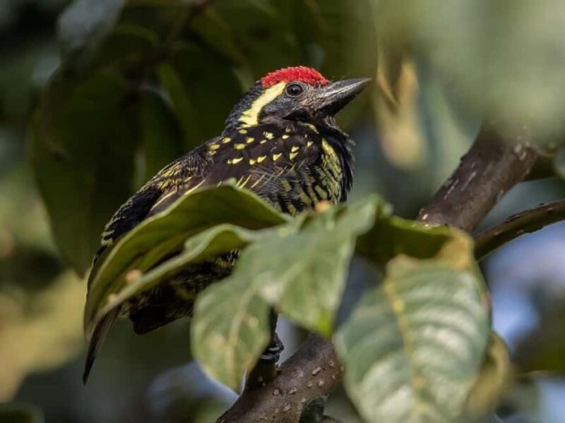 Kakamega Forest: Bird Watching Safari - Final Thoughts