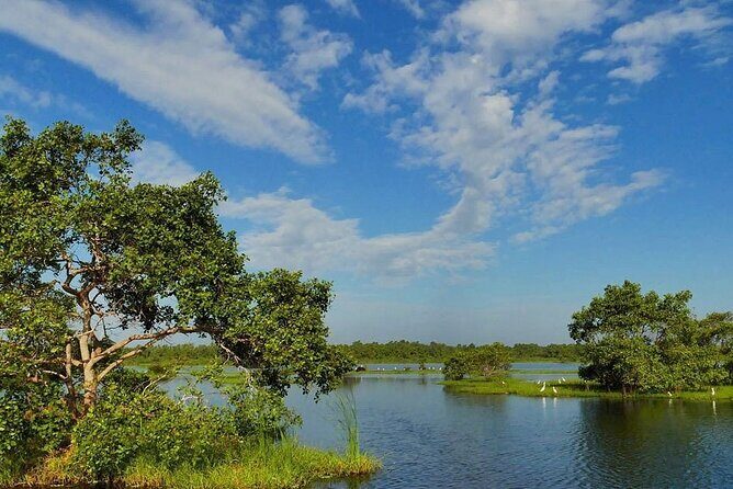 Kalametiya Bird Sanctuary Catamaran Bird Watching Tour - An In-Depth Look at the Kalametiya Bird Sanctuary Catamaran Tour