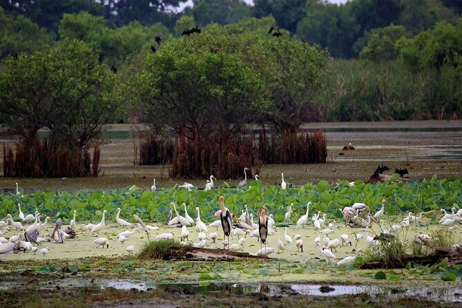 Kalametiya Bird Sanctuary Catamaran Bird Watching Tour - The Sum Up