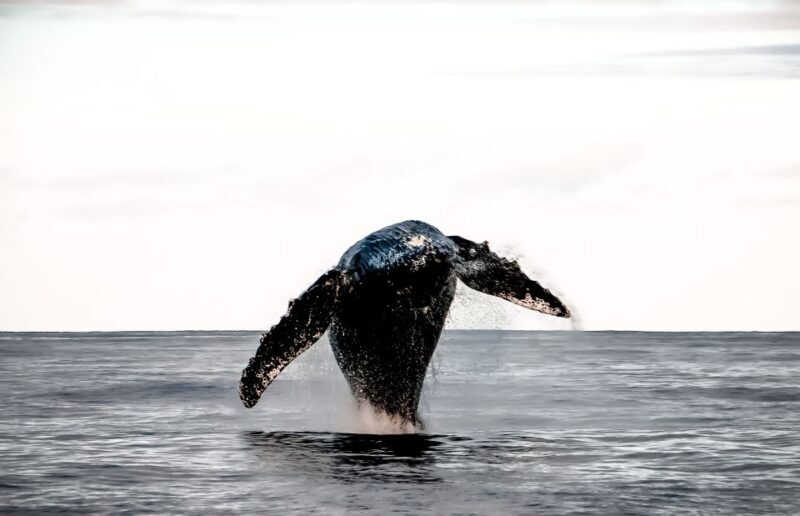 Kalaoa: Big Island & Kona Midday Whale Watching Tour - An In-Depth Look at the Whale Watching Experience