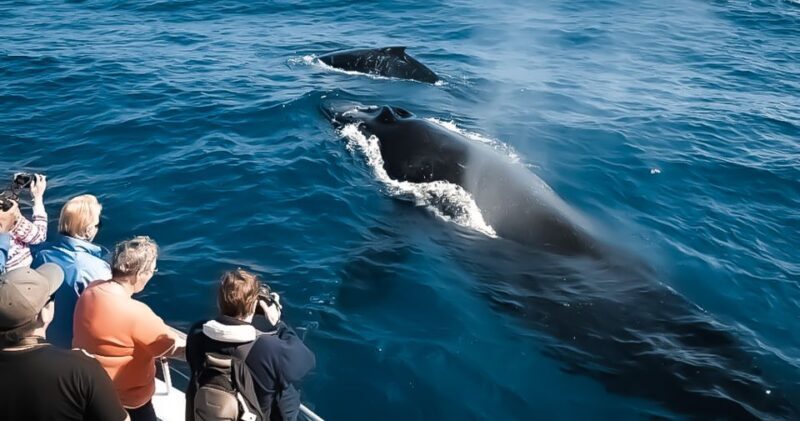 Kalaoa: Big Island & Kona Midday Whale Watching Tour - Who Will Appreciate This Tour Most?