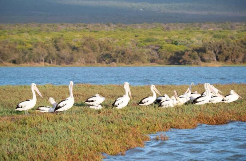 Kalbarri: Murchison River Morning Cruise - The Guide and Commentary