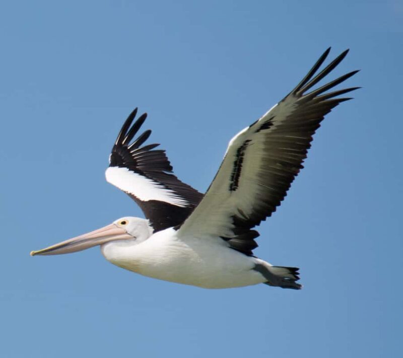 Kalbarri: Murchison River Wilderness Wildlife Cruise - Setting the Scene: What to Expect from the Tour