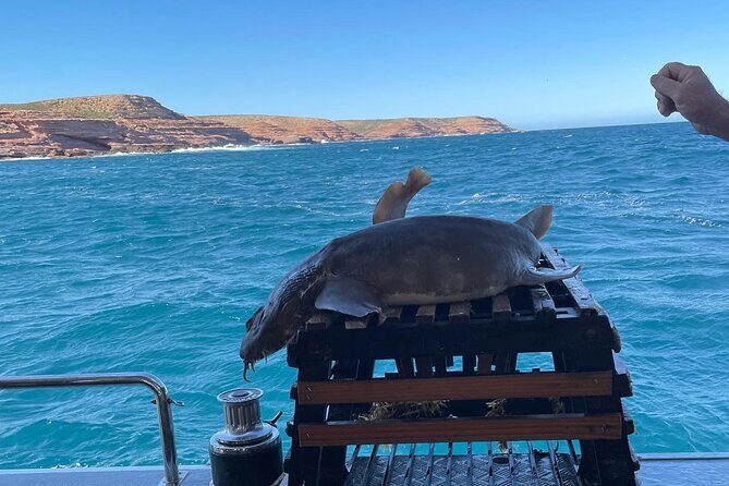 Kalbarri Rock Lobster Tours - Who Should Consider This Tour?