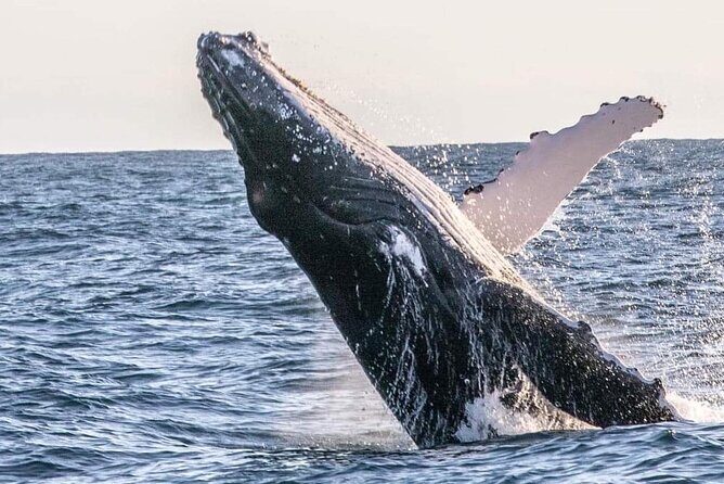 Kalbarri Whale Watching Tour - Detailed Itinerary Breakdown