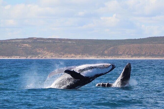 Kalbarri Whale Watching Tour - Practical Details: What You Need to Know
