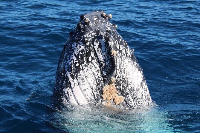 Kalbarri Whale Watching Tour - Final Thoughts: Is It Worth It?