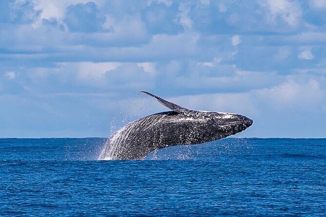 Kalbarri Whale Watching Tour - FAQ: Your Practical Questions Answered