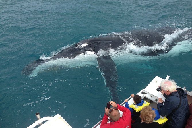 Kalbarri Whale Watching Tour Guided - An Introduction to Kalbarri Whale Watching