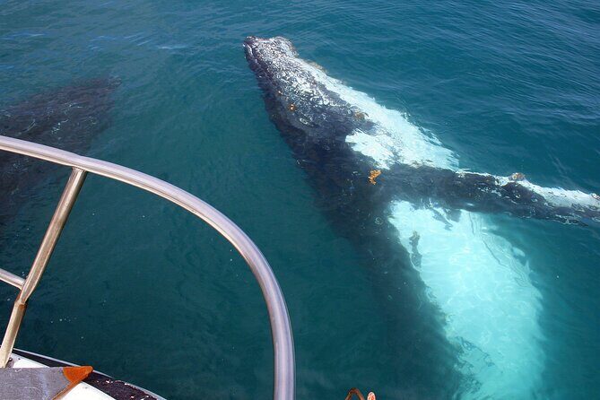 Kalbarri Whale Watching Tour Guided - What to Expect During the Tour