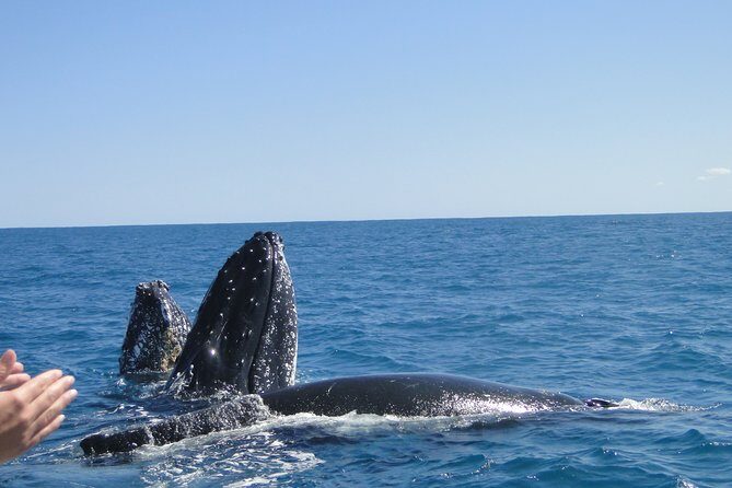 Kalbarri Whale Watching Tour Guided - Who Will Love This Tour?