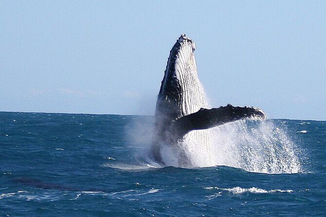 Kalbarri Whale Watching Tour Guided - The Sum Up: A Truly Authentic Marine Adventure
