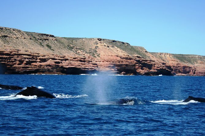Kalbarri Whale Watching Tour Guided - FAQ