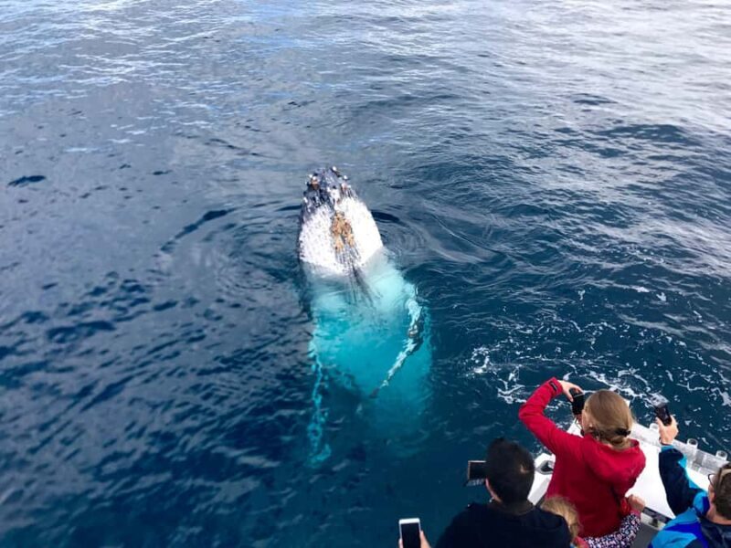 Kalbarri Whale Watching Tour - Key Points