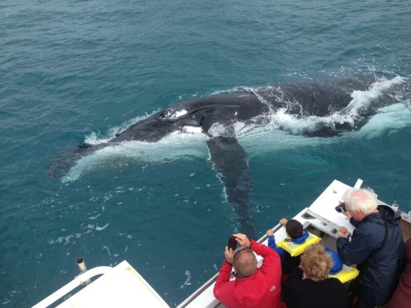 Kalbarri Whale Watching Tour - The Experience in Detail