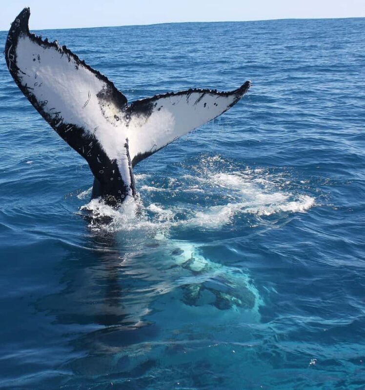 Kalbarri Whale Watching Tour - FAQs