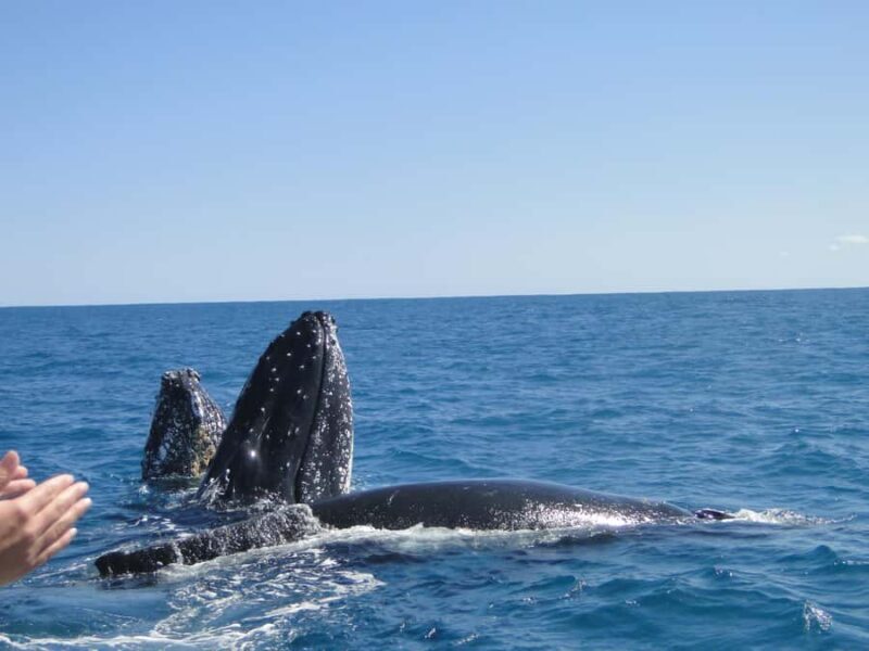 Kalbarri Whale Watching Tour - Final Thoughts