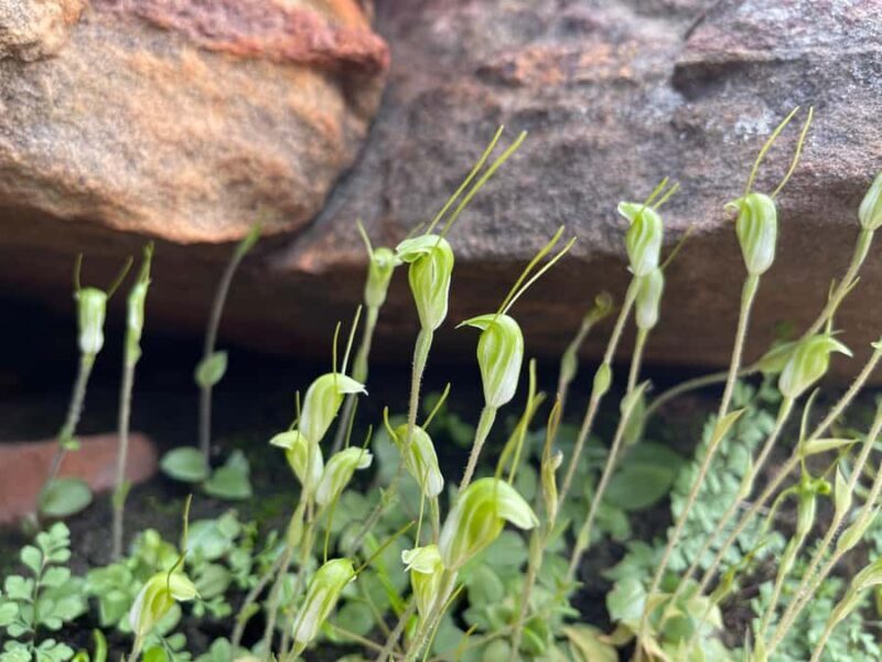 Kalbarri Wildflower Tour with Local Guide - A Detailed Look at the Kalbarri Wildflower Tour
