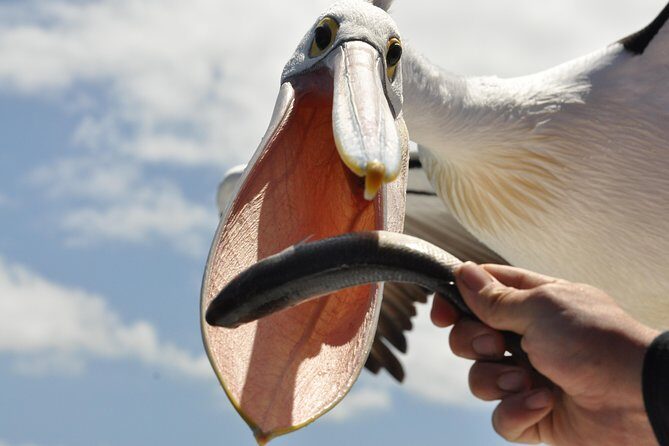 Kalgan Queen Scenic Cruises a four hour sheltered water wildlife tour daily fun. - What to Expect on the Kalgan Queen Scenic Cruise