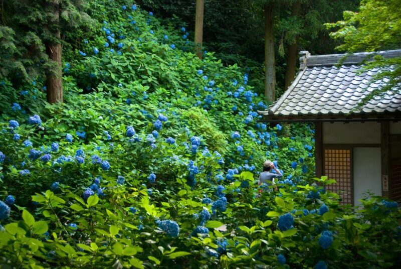 Kamakura: Great Buddha, Hase Temple, & Komachi Street Tour - Key Points
