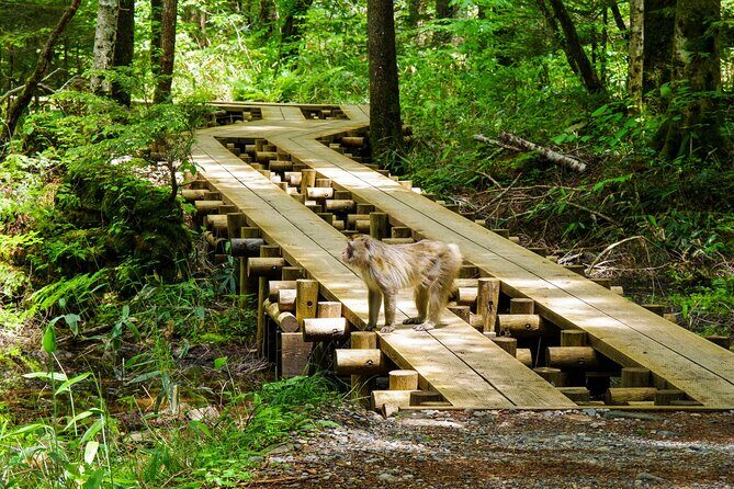 Kamikochi Private Summer Escape: Meet Wildlife in Pristine Nature - An Authentic Day in Kamikochi