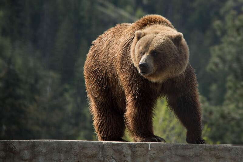 Kamloops: BC Wildlife Park Entry Ticket - An In-Depth Look at Kamloops BC Wildlife Park