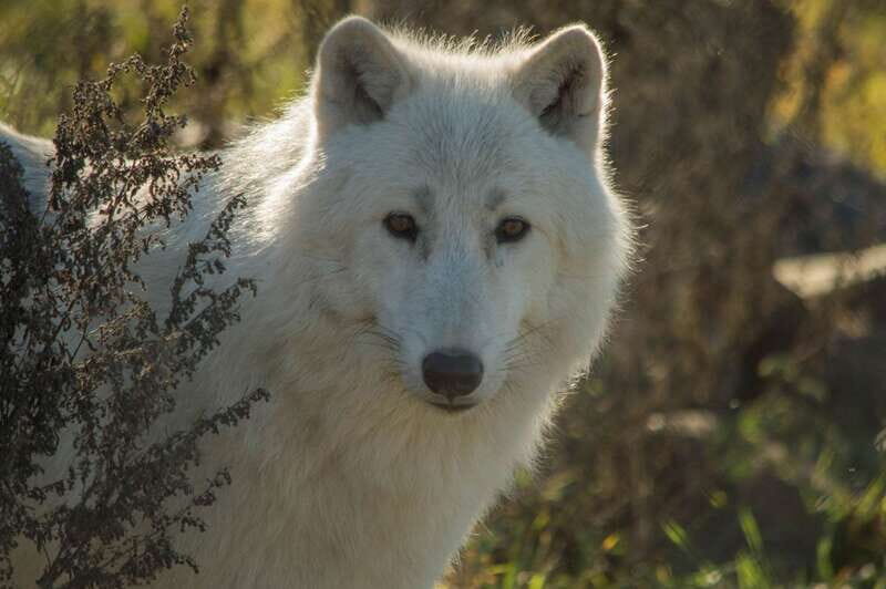 Kamloops: BC Wildlife Park Entry Ticket - Final Thoughts