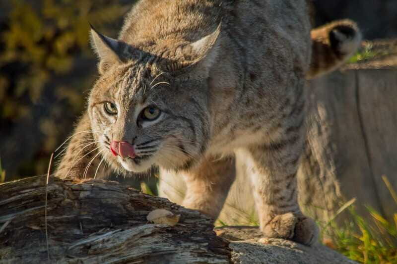 Kamloops: BC Wildlife Park Entry Ticket - FAQ