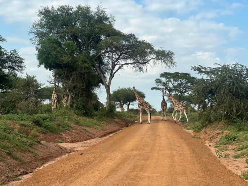 Kampala: 2-Day Best of Uganda Murchison Falls Safari Tour - Key Points