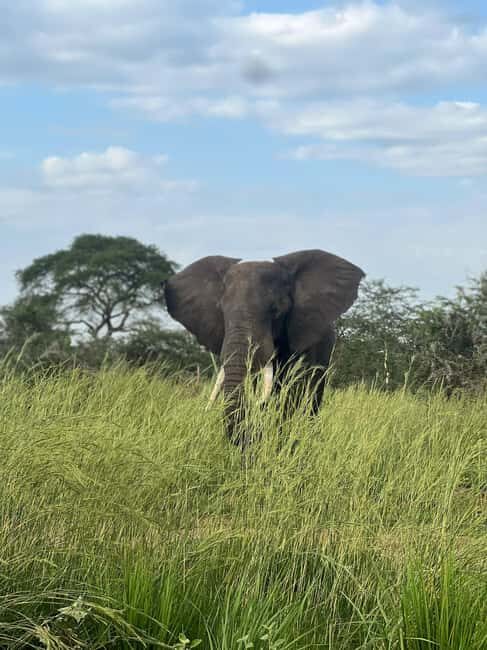 Kampala: 2-Day Best of Uganda Murchison Falls Safari Tour - Final Thoughts: Who Will Love This Tour?