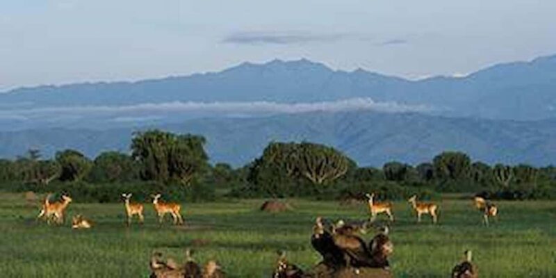 Kampala: 2-Day Queen Elizabeth Wildlife Safari - Key Points