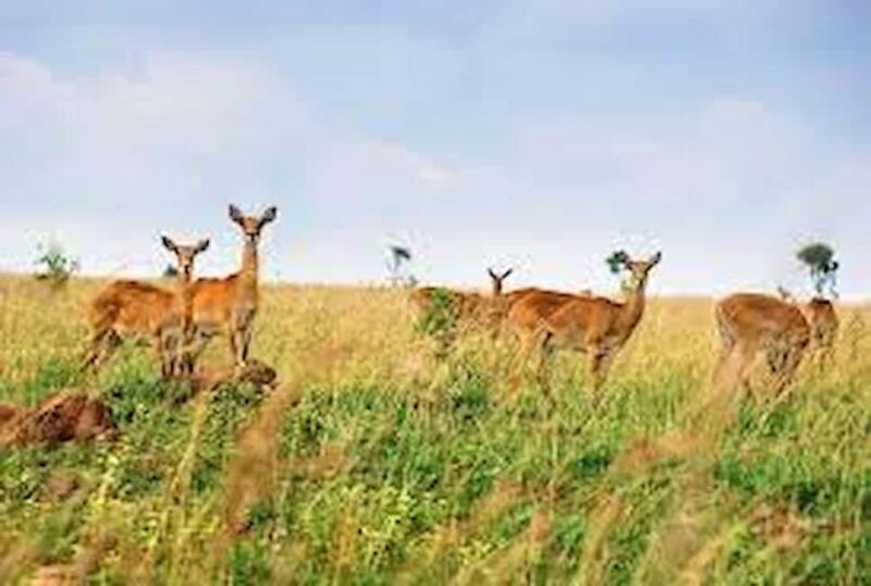 Kampala: 2-Day Queen Elizabeth Wildlife Safari - An Honest Look at the 2-Day Queen Elizabeth Safari