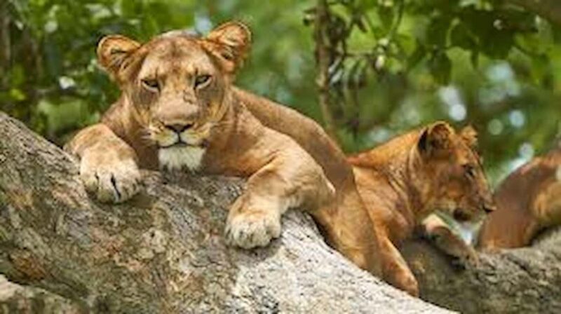 Kampala: 2-Day Queen Elizabeth Wildlife Safari - Practical Tips for Your Safari