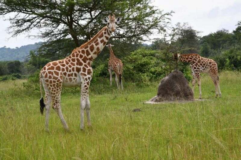 Kampala: 3-Day Lake Mburo National Park Safari - Kampala: 3-Day Lake Mburo National Park Safari — A Detailed Review