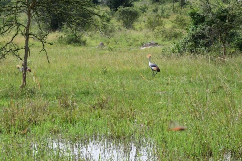 Kampala: 3-Day Lake Mburo National Park Safari - What’s Included and What’s Not